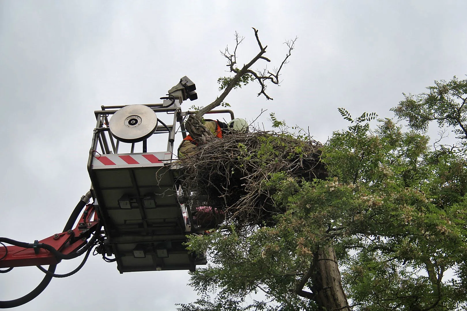 Brandweer Meppel haalt drie jonge ooievaars uit nest