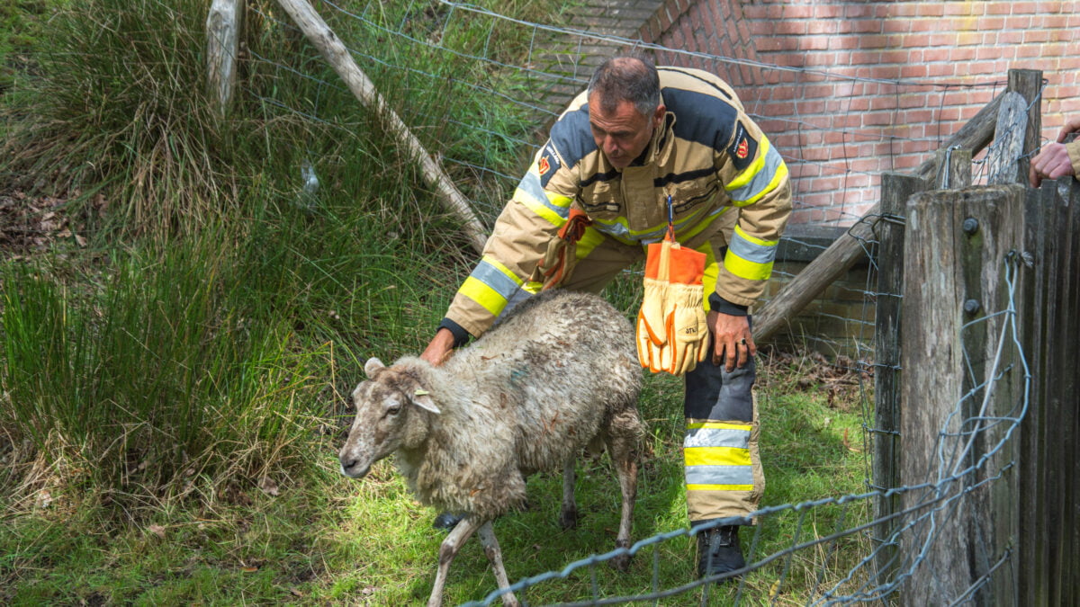 Brandweer redt schaap uit het water langs stadsgracht