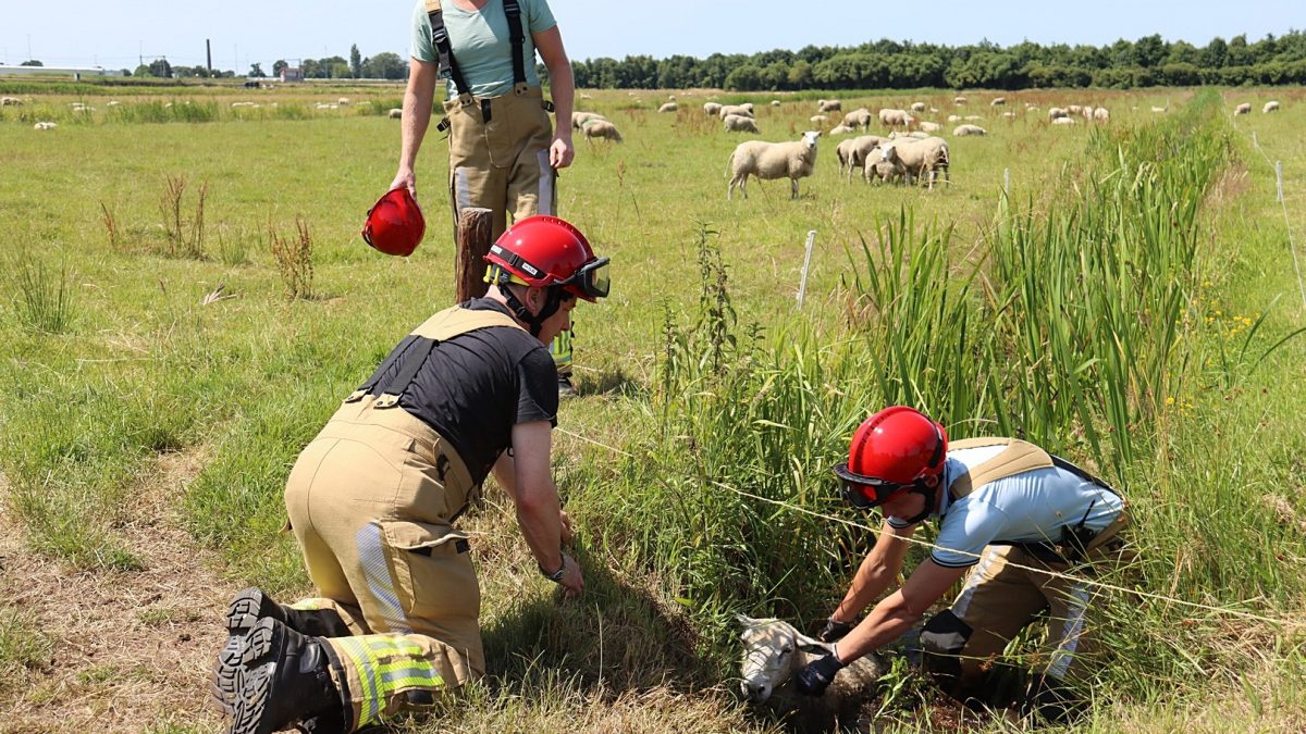 Brandweer redt schaap uit sloot aan de Woldmeenthepad in Steenwijk