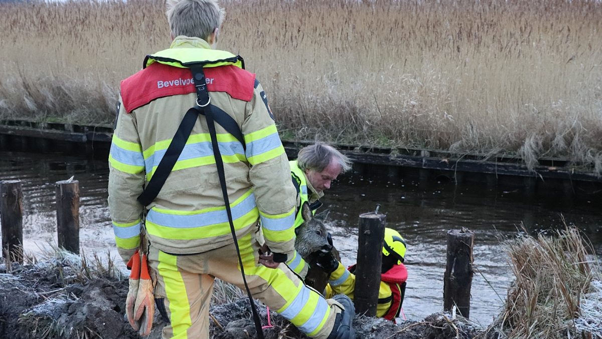 Brandweer Giethoorn red ree uit ijskoude water aan De Bramen in Giethoorn