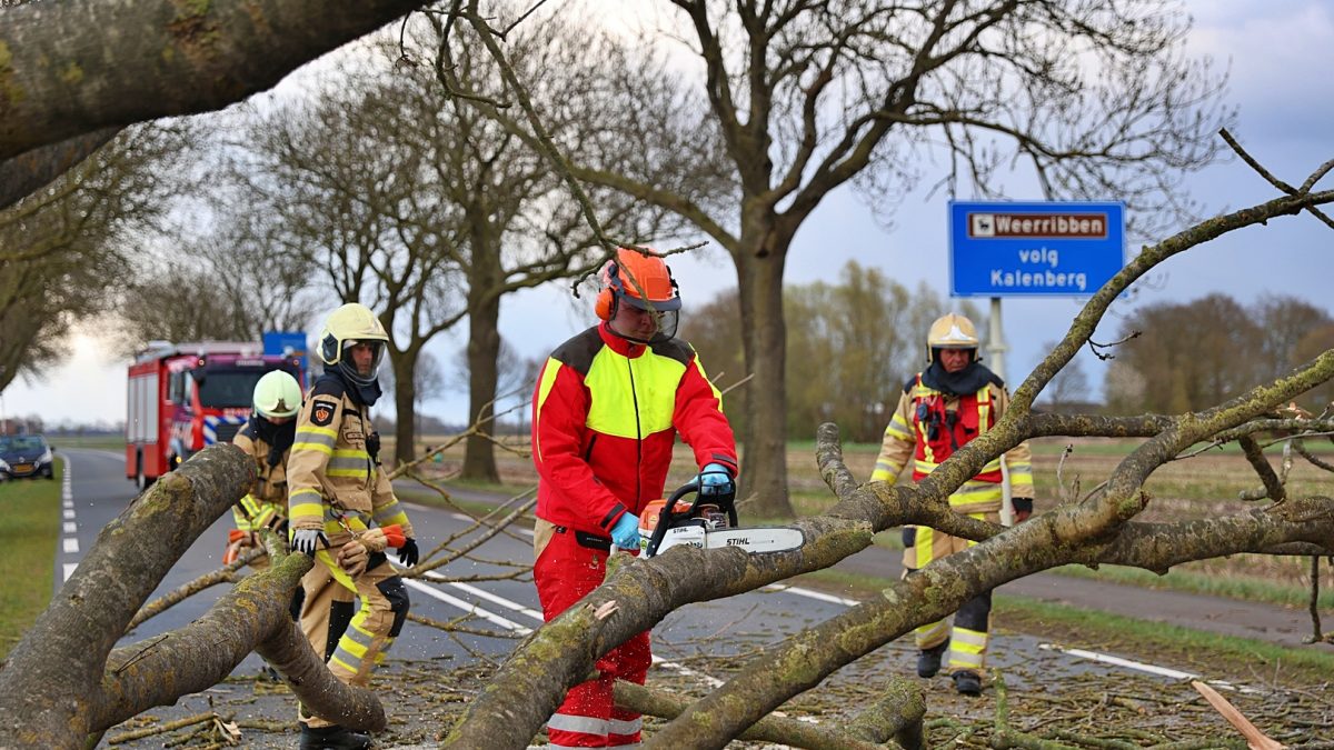 Boom omgewaaid aan de Blokzijlseweg bij Scheerwolde